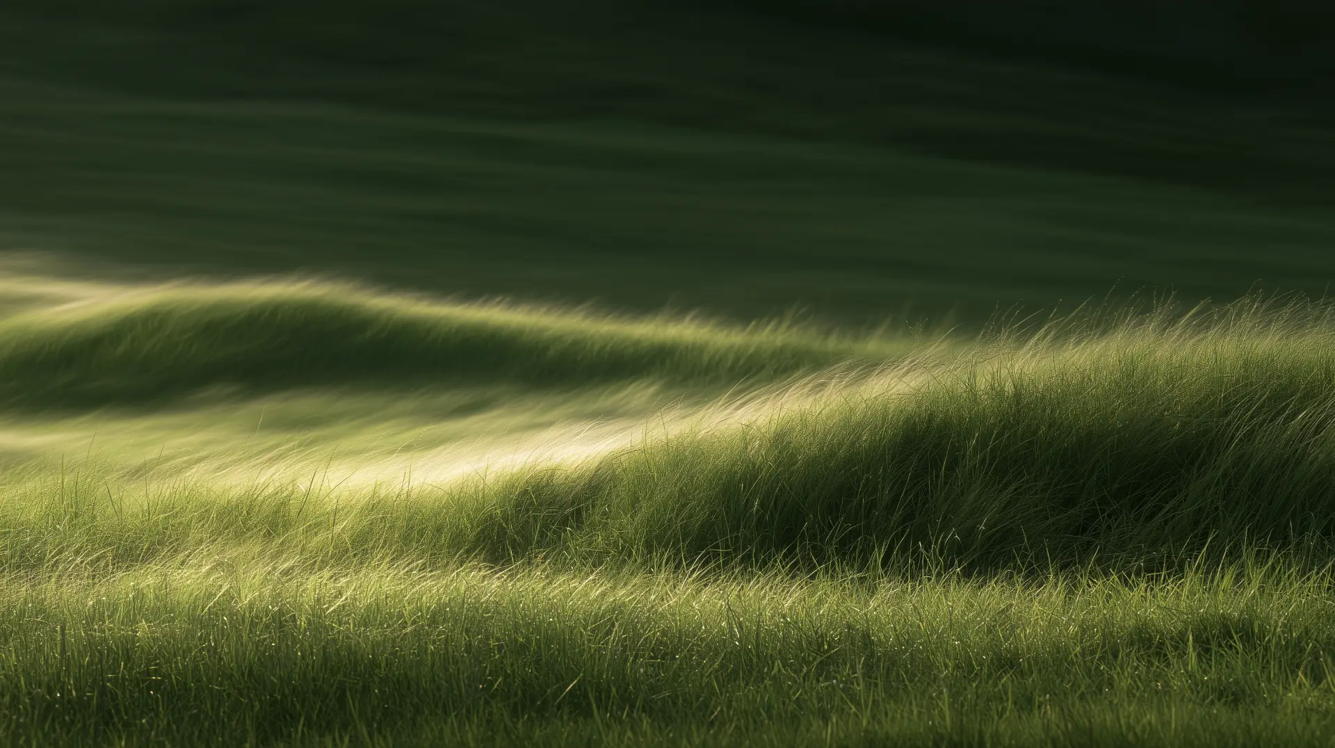 Wind moving through tall grass in soft evening light